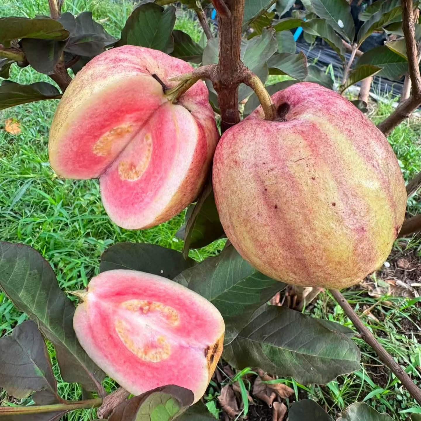 Diamond Guava - Red