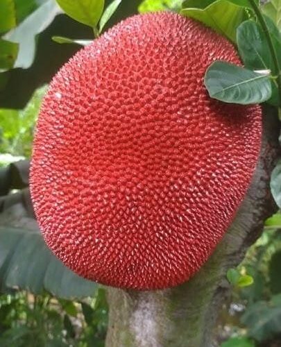 Red Jackfruit