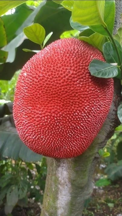 Red Jackfruit