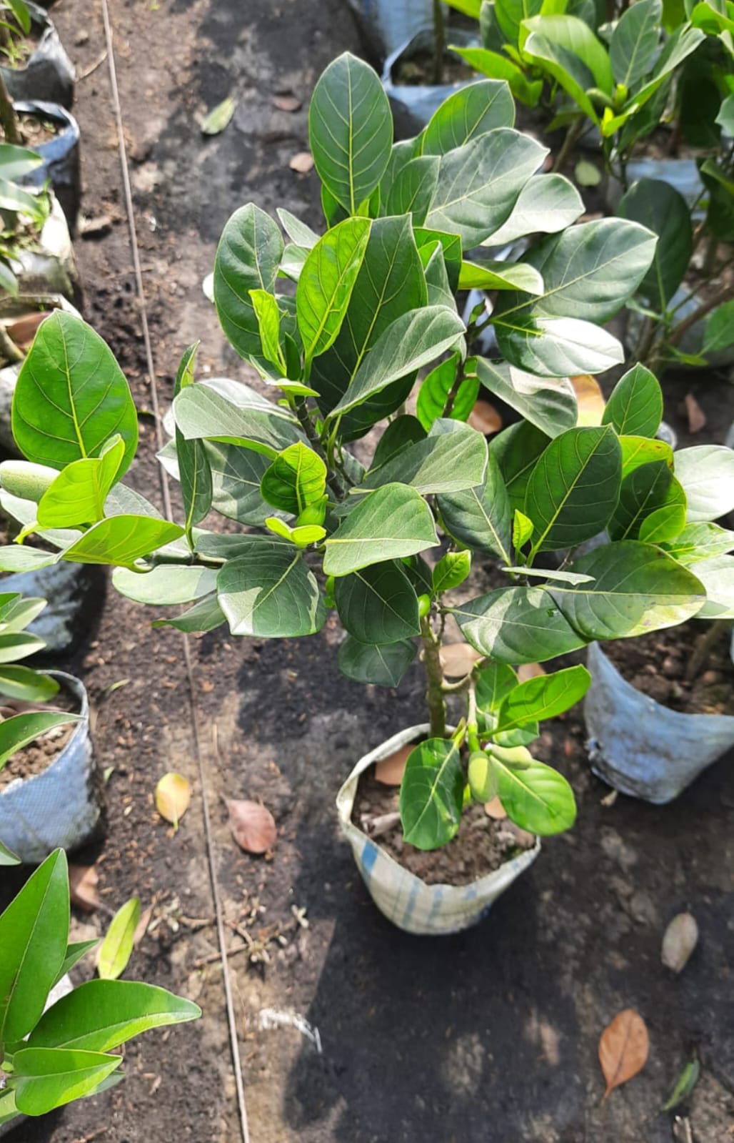 Red Jackfruit - Image 2