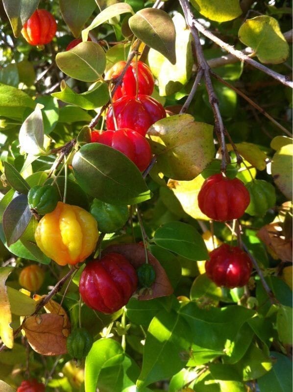 Surinam Cherry - Red - Image 2