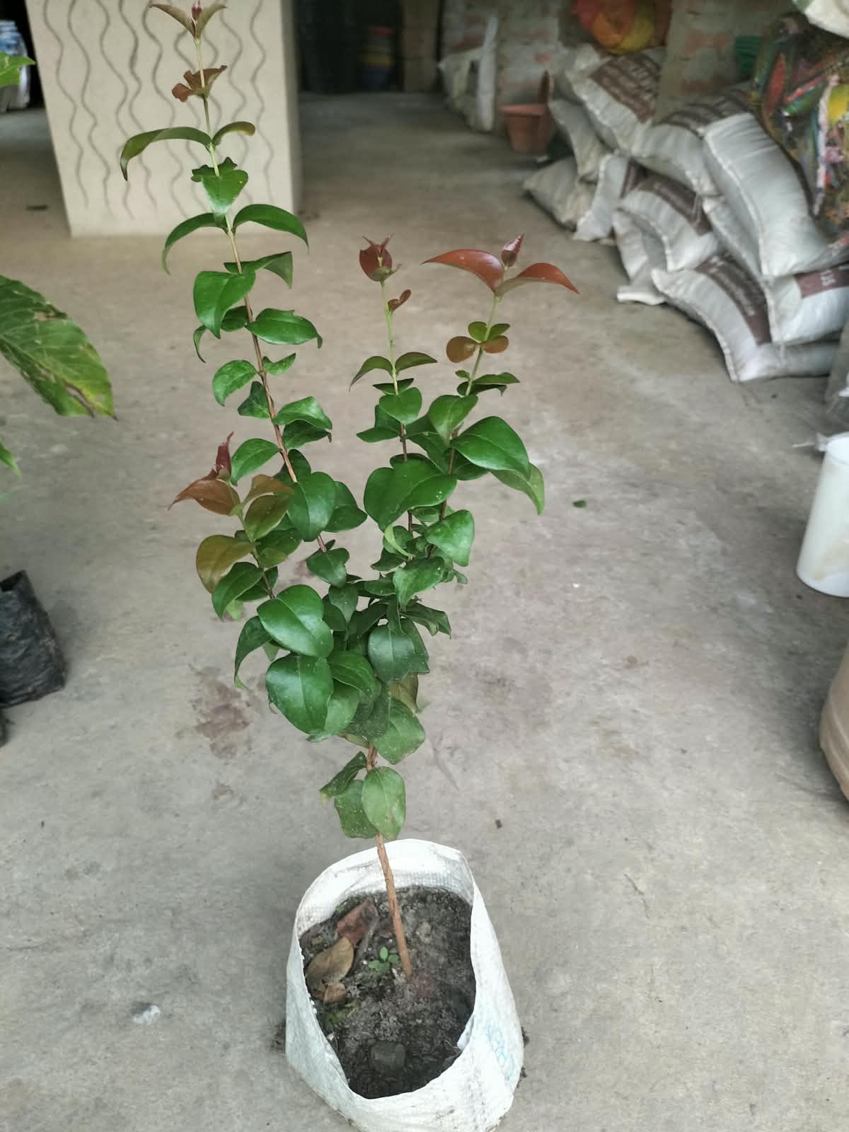 Surinam Cherry - Red - Image 3