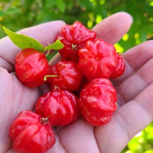 Surinam Cherry - Red