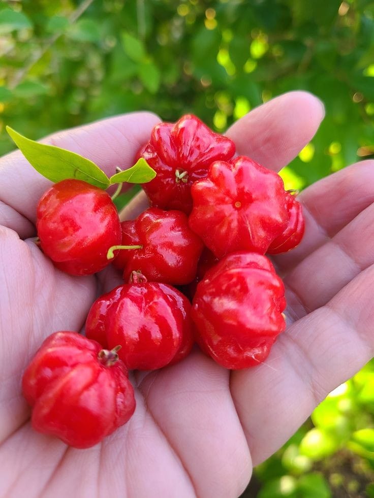 Surinam Cherry - Red