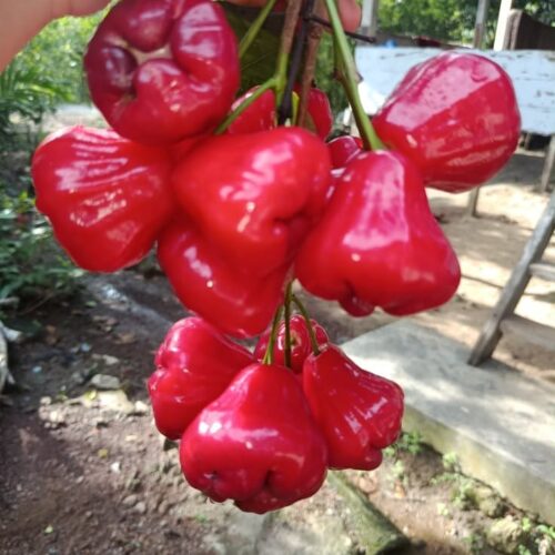 Water Apple - Red