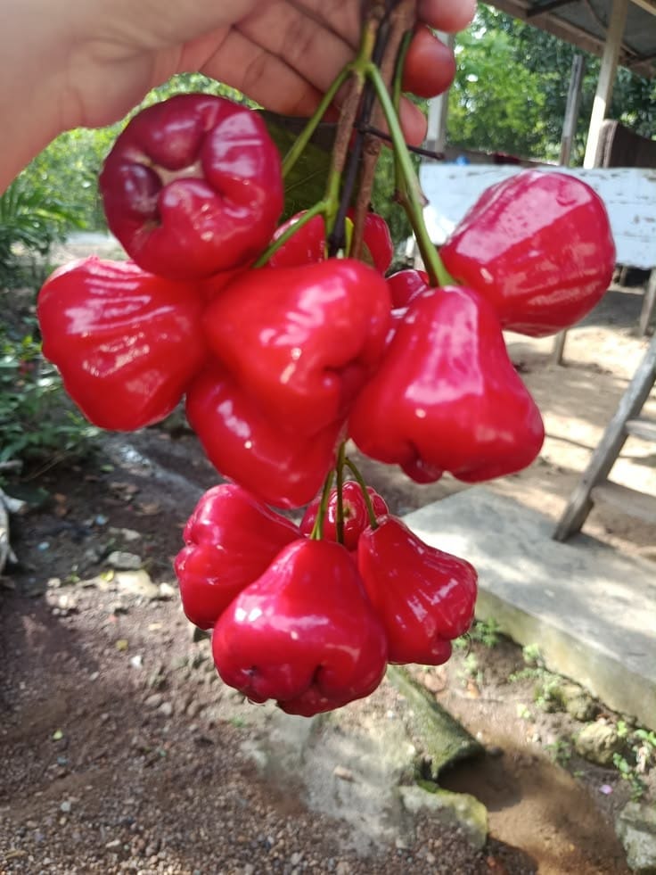 Water Apple - Red