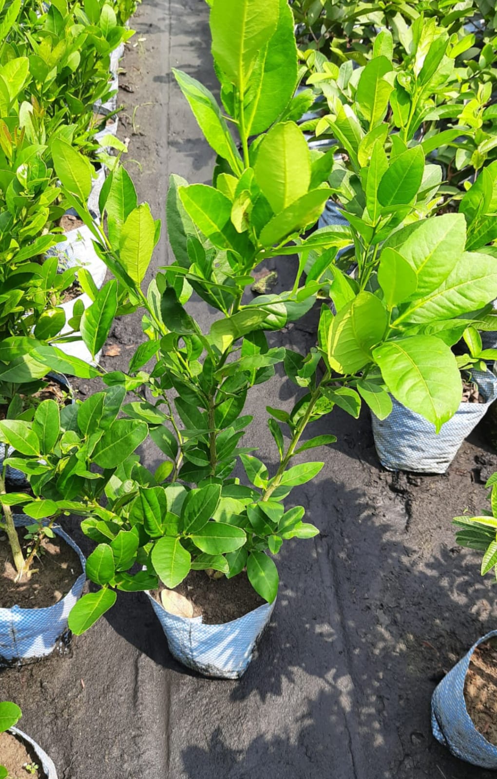Seedless Lemon - Image 2