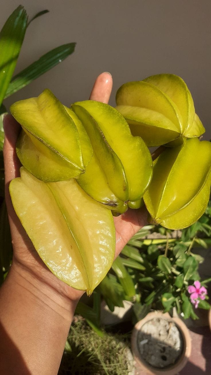 Star Fruit - Image 2