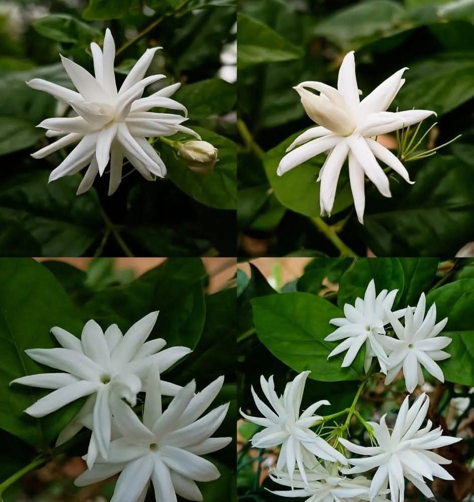 Star Jasmine