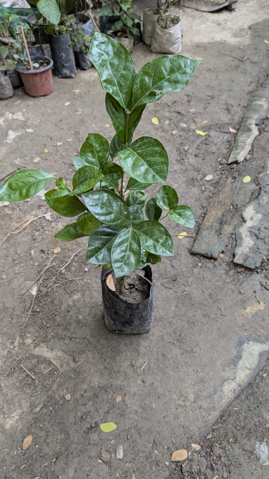 Star Jasmine
