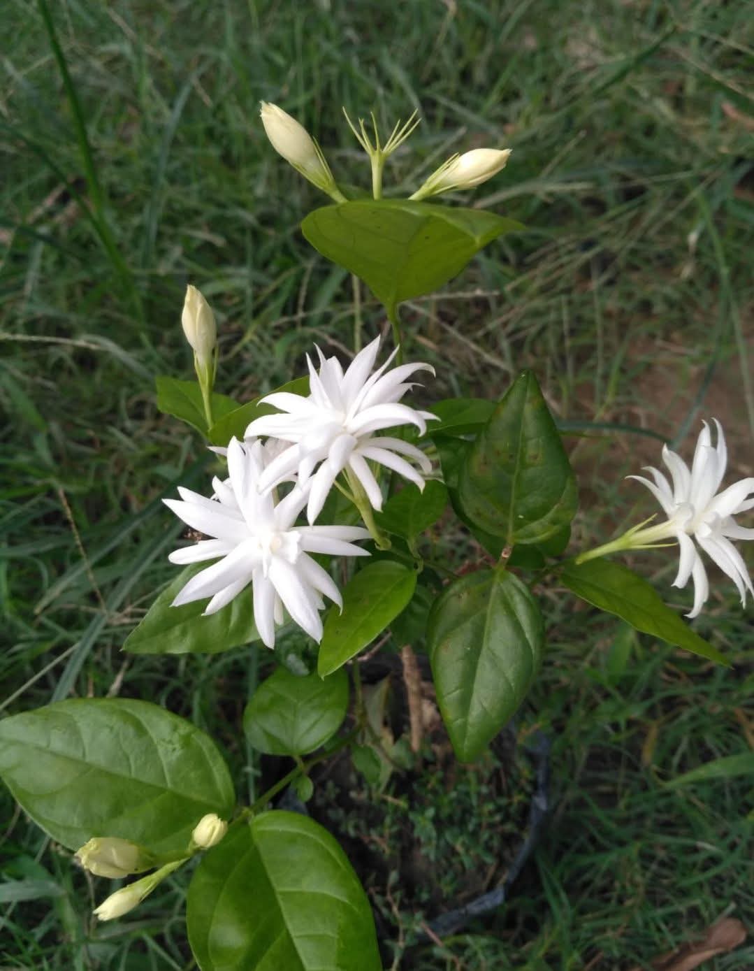 Star Jasmine