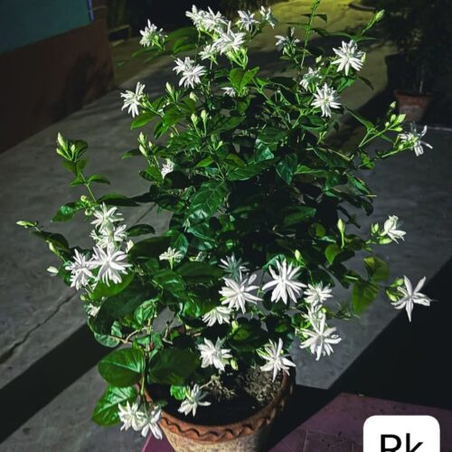 Star Jasmine