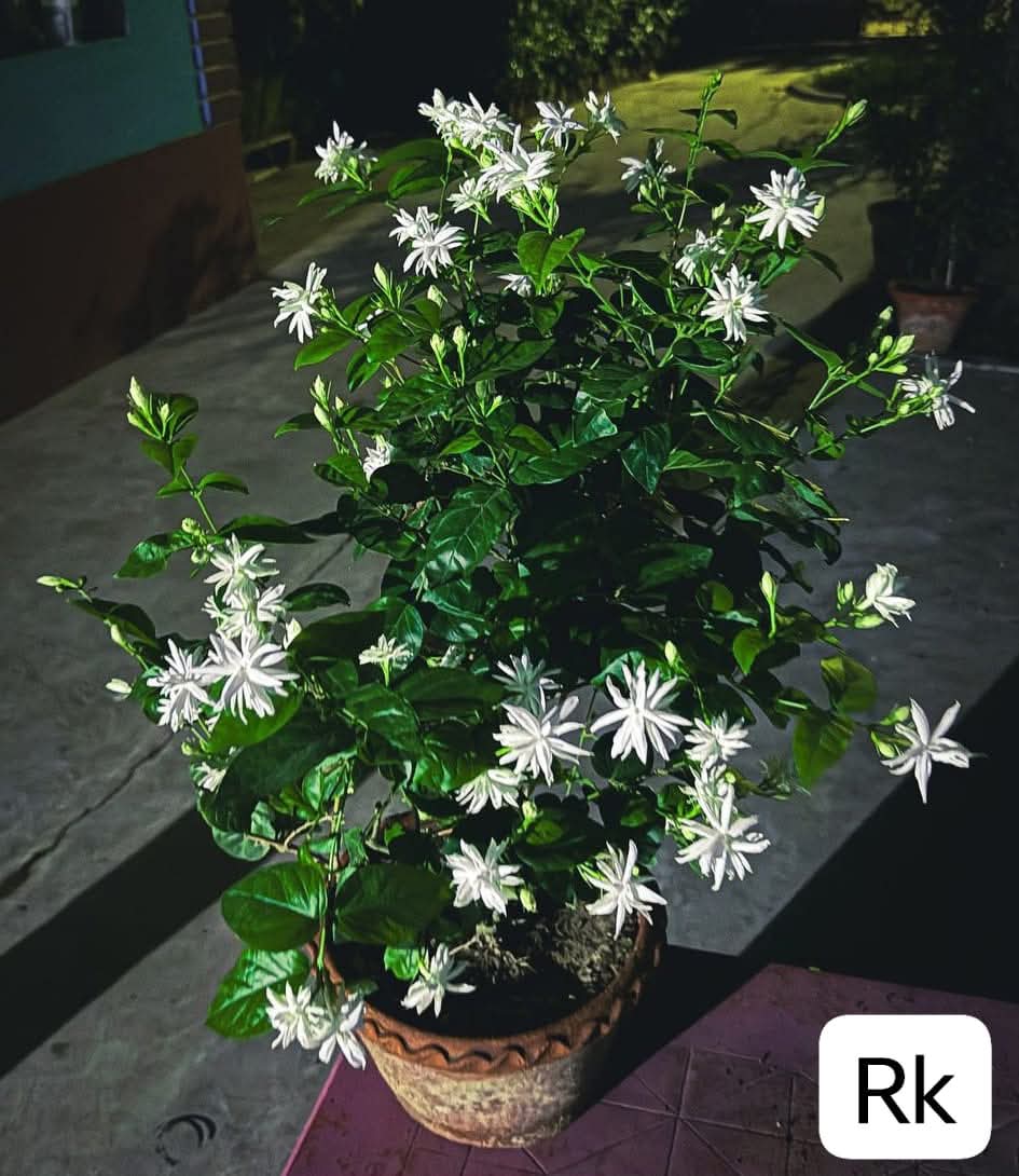 Star Jasmine