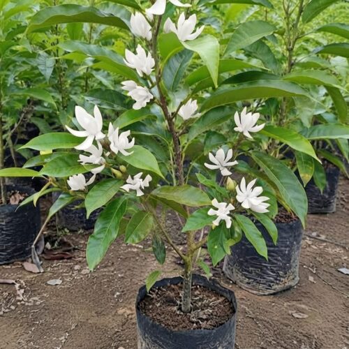 Swarn Champa White