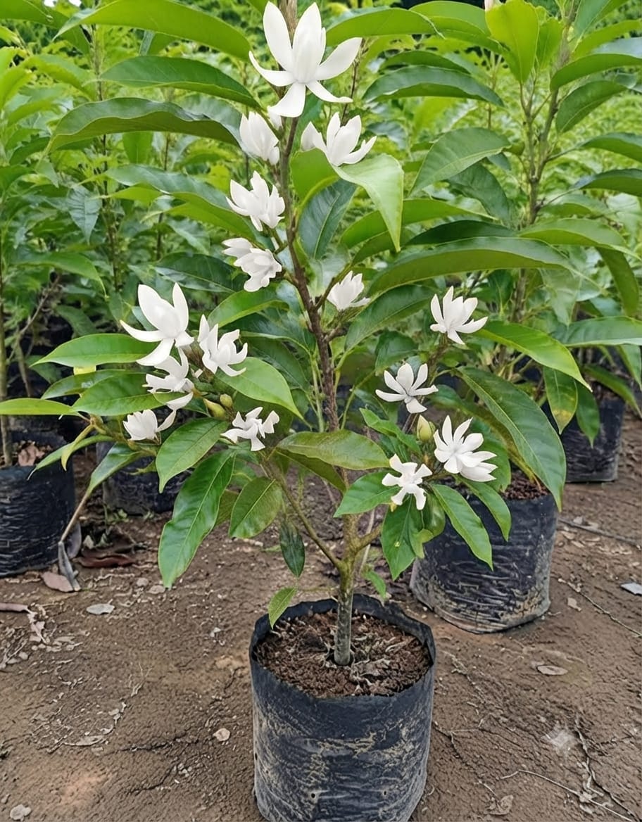 Swarn Champa White