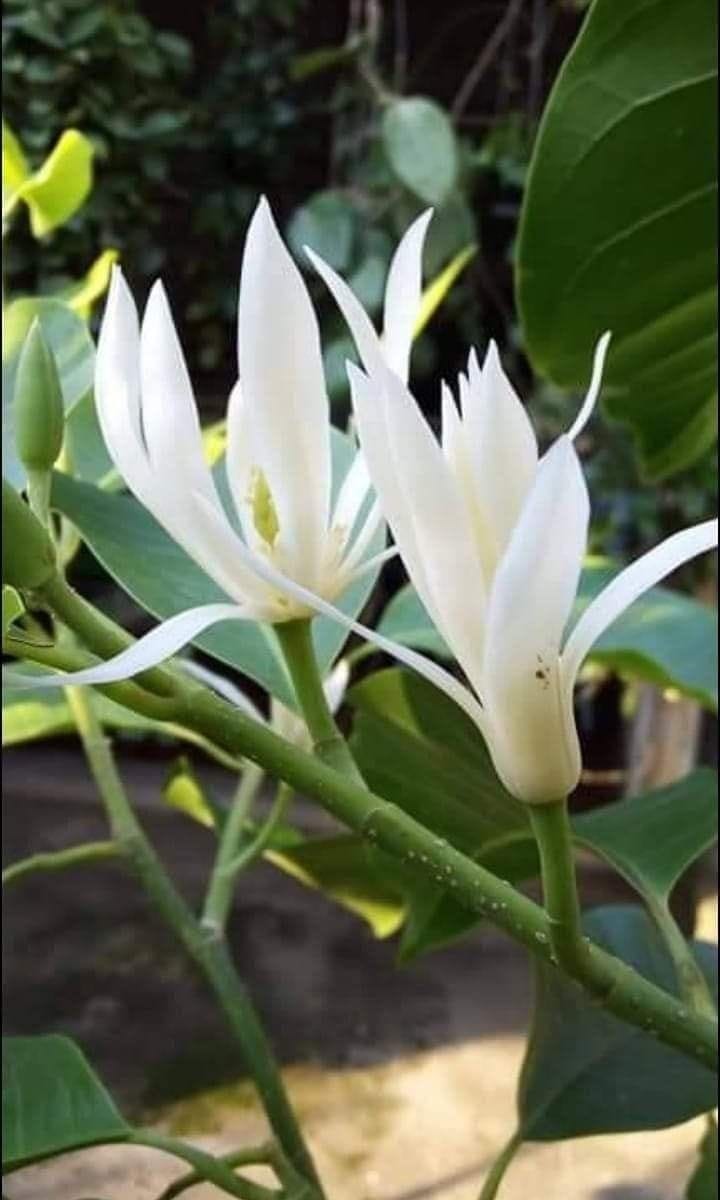 Swarn Champa White