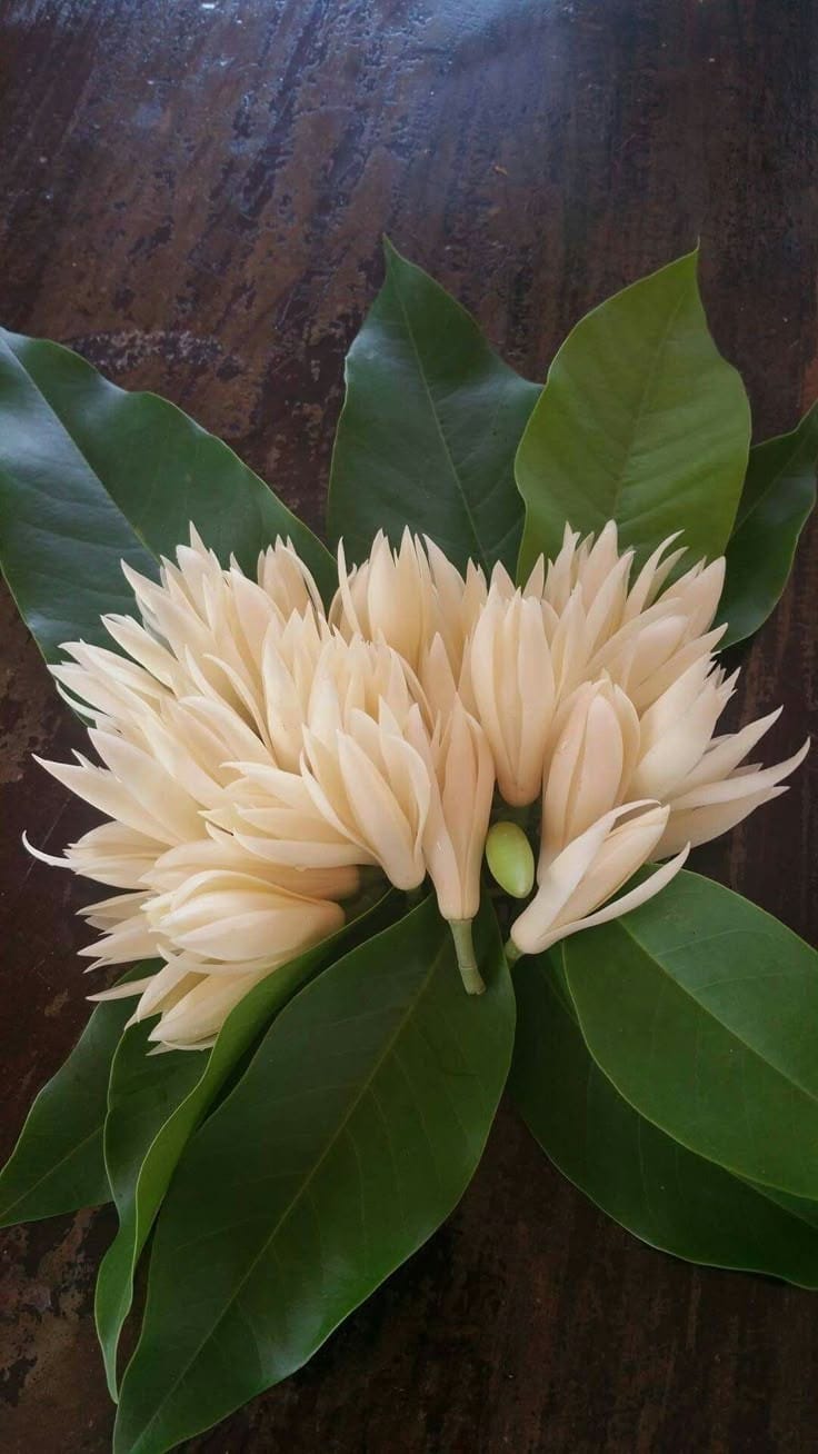 Swarn Champa White