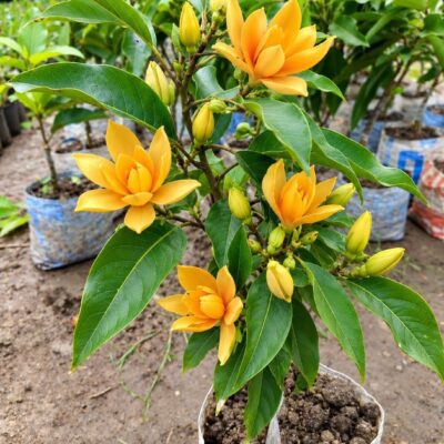 Fragrant Plants