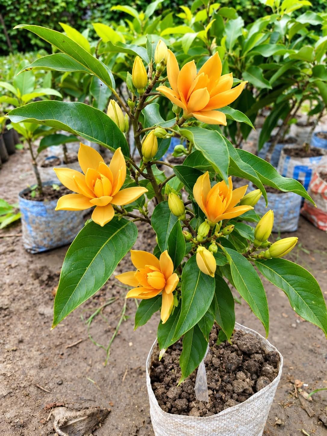 Swarn Champa Yellow