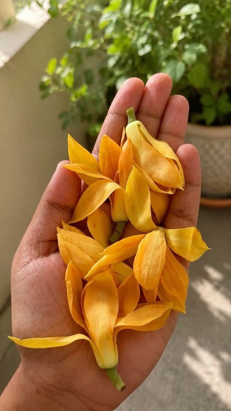 Swarn Champa Yellow