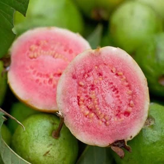 Taiwan Pink Guava