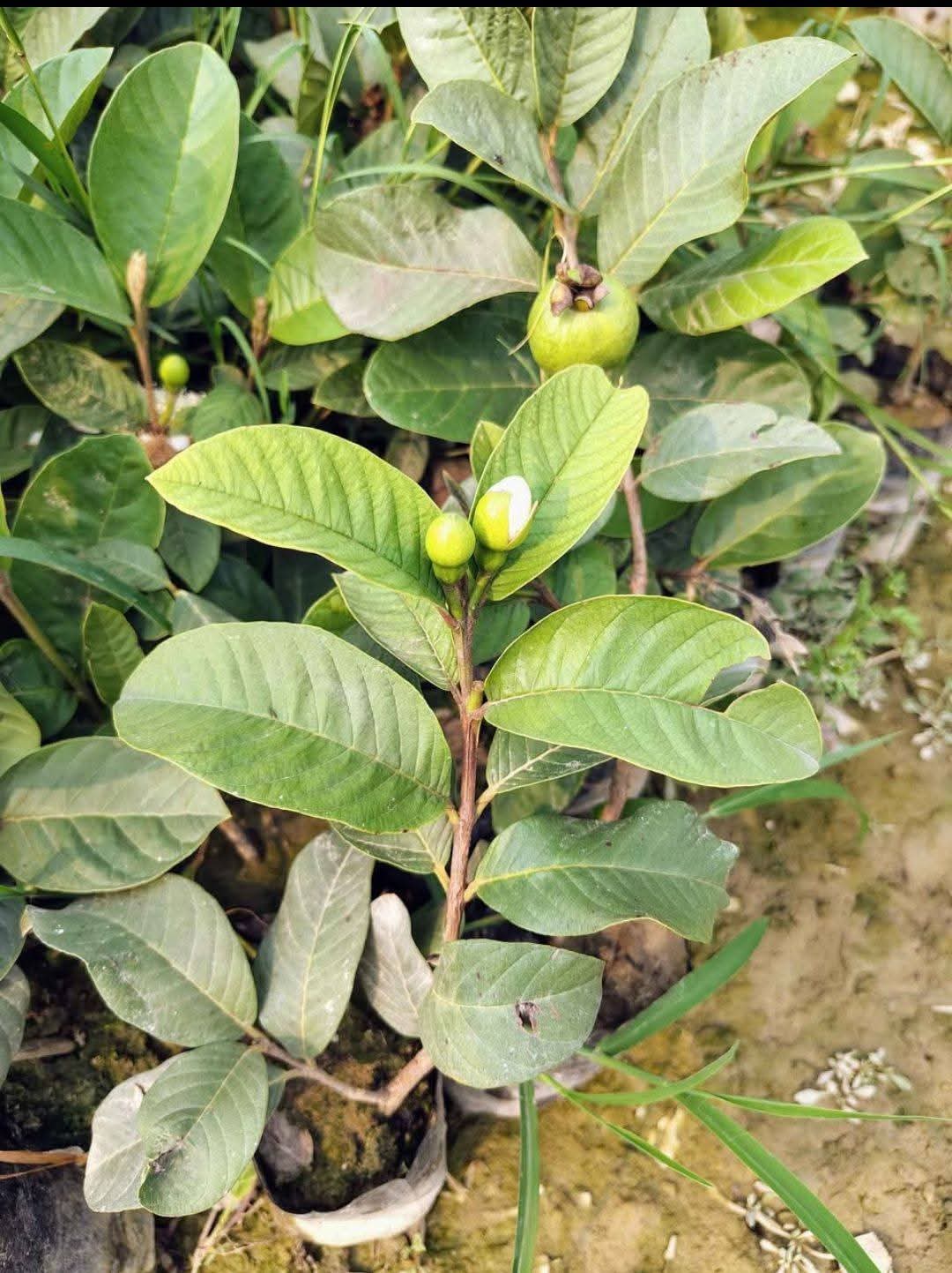 Taiwan Pink Guava - Image 3
