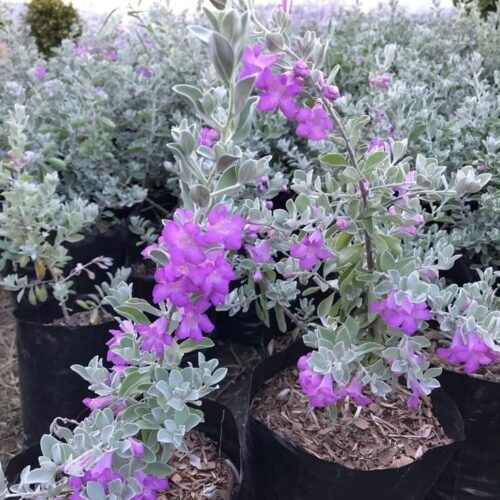 Texas Sage