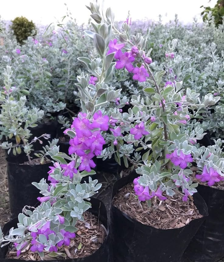 Texas Sage