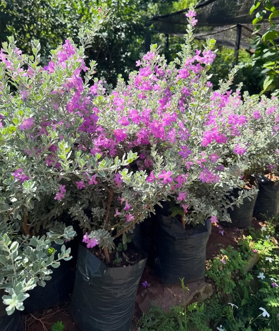 Texas Sage