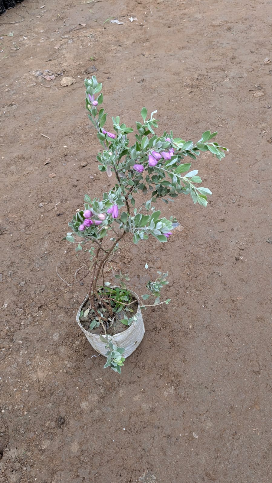 Texas Sage