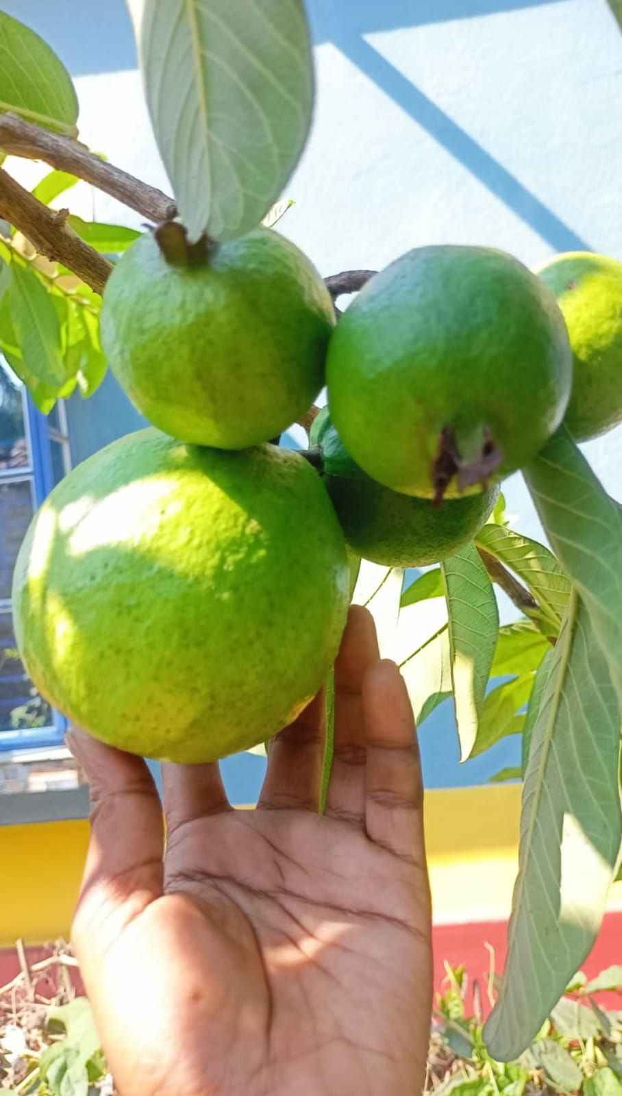 Thai 7 Guava - Image 2