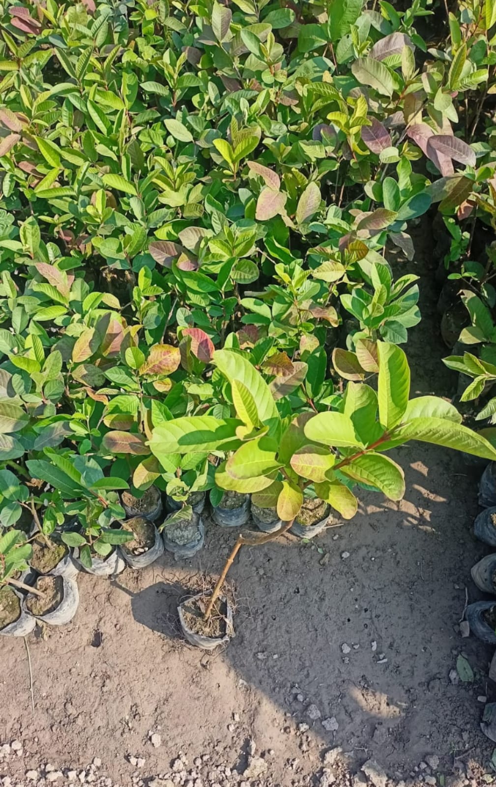 Thai 7 Guava - Image 3