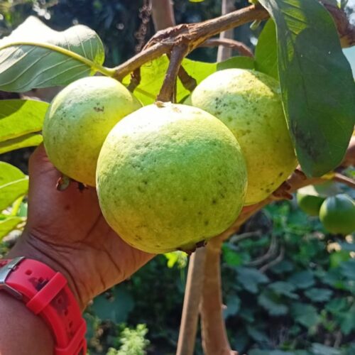 Thai 7 Guava