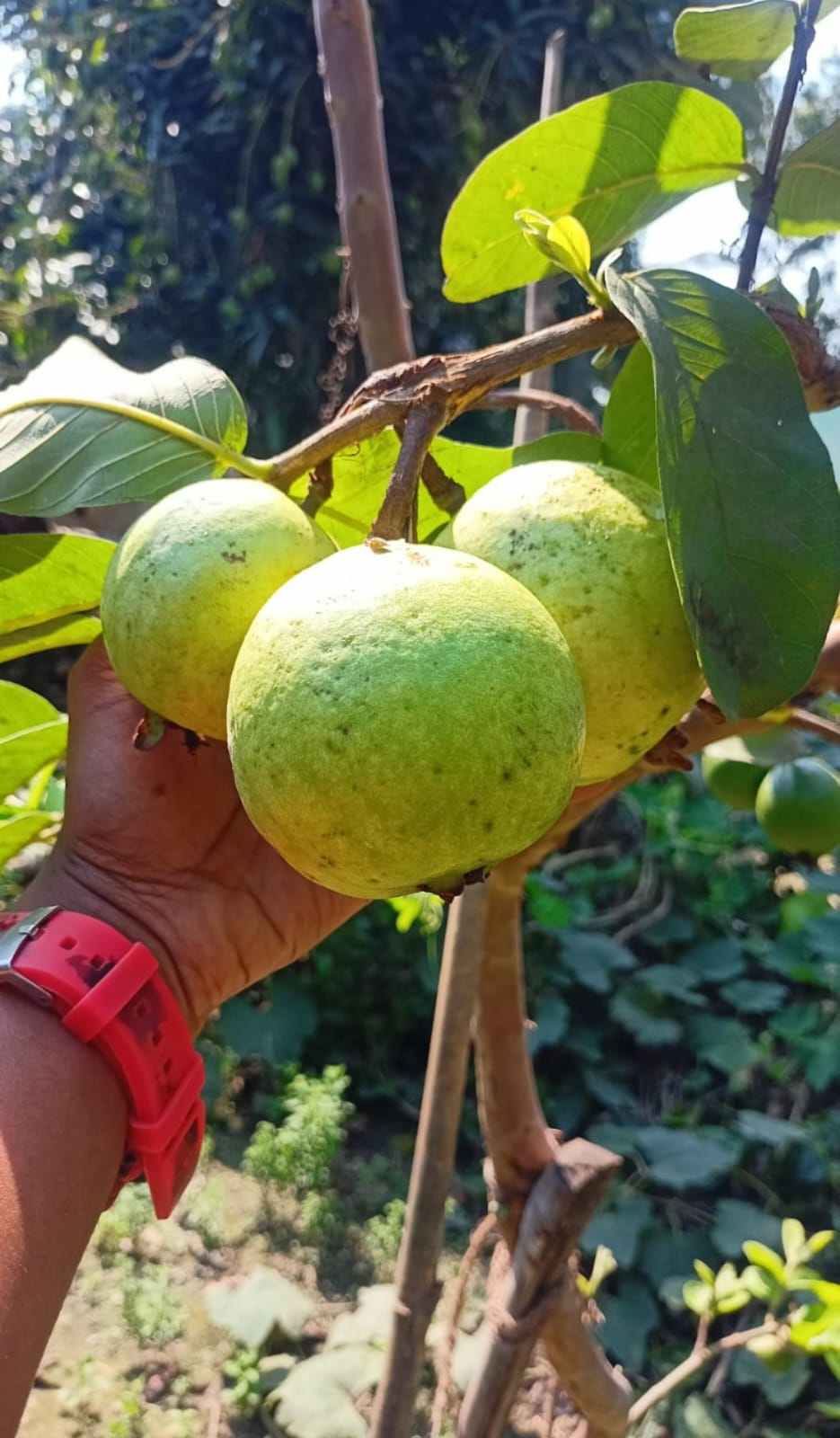Thai 7 Guava