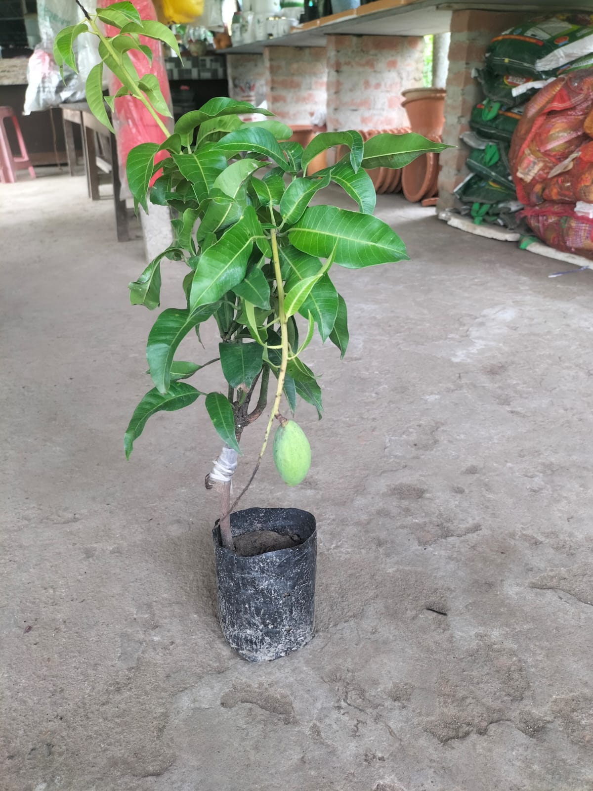Thai All Time Mango - Image 2