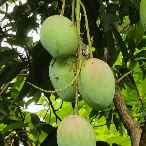 Thai All Time Mango