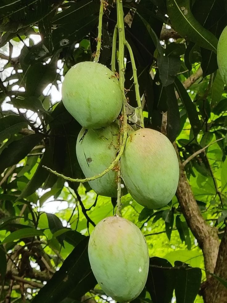 Thai All Time Mango