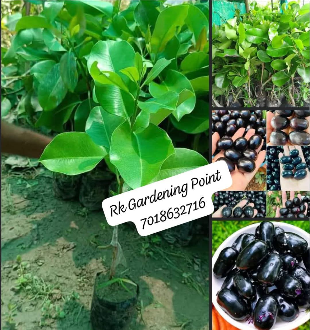 Thai Kg 10 Jamun - Image 2