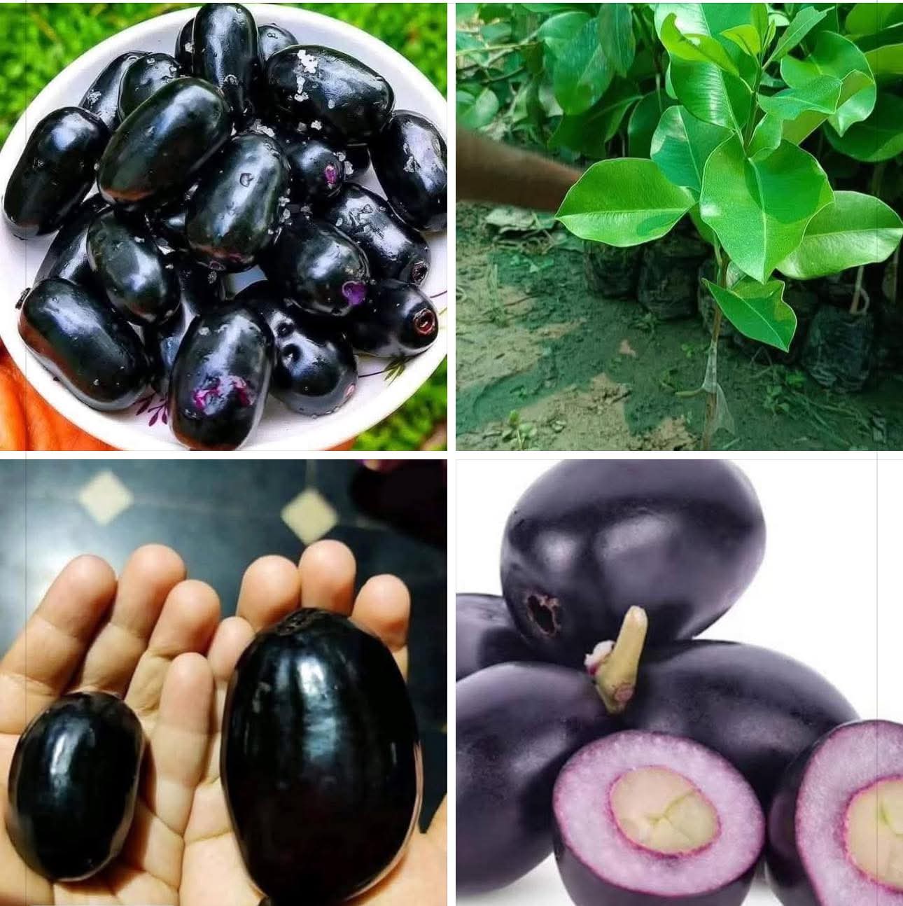 Thai Kg 10 Jamun
