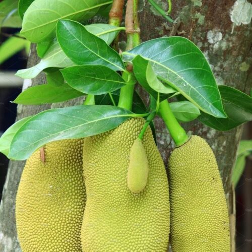 Vietnam Jackfruit