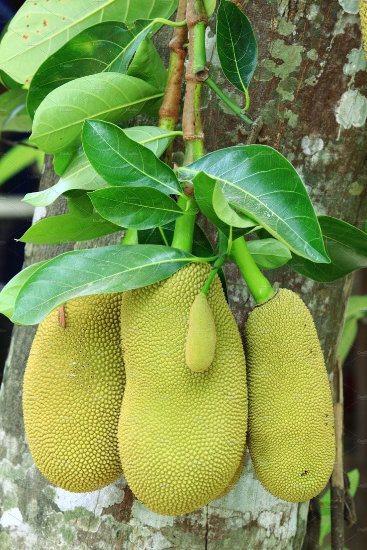 Vietnam Jackfruit