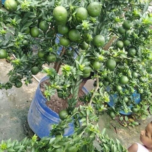 Vietnam Malta