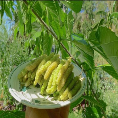 White Long Mulberry