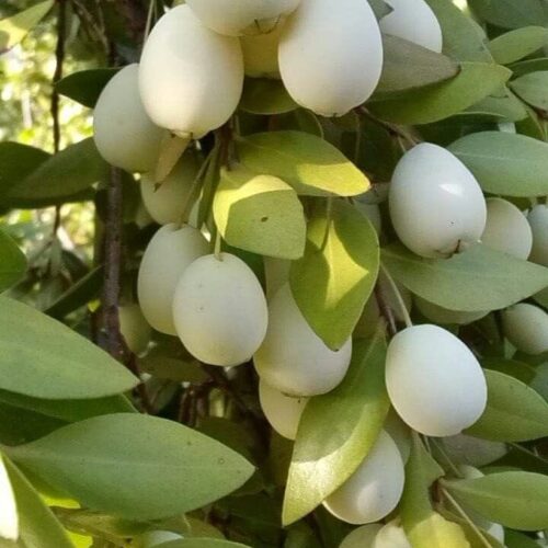 White Sweet Jamun