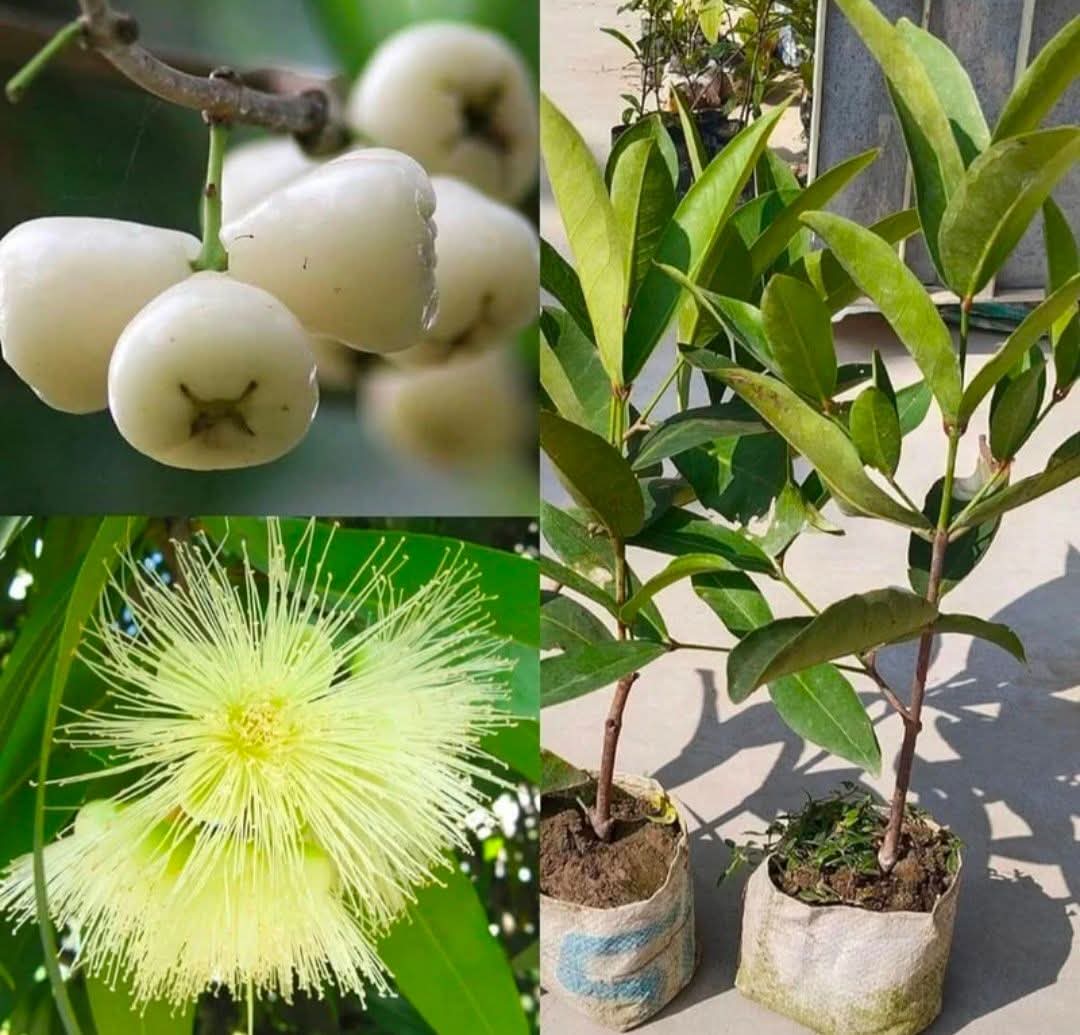 Water Apple - White - Image 2