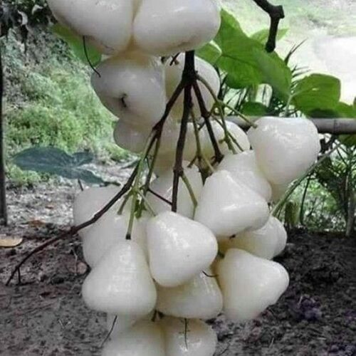 Water Apple - White