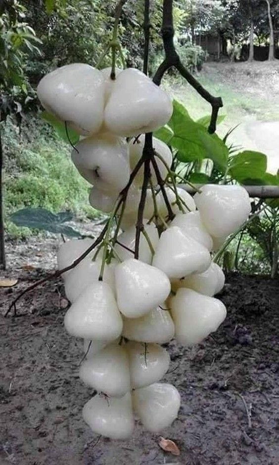 Water Apple - White