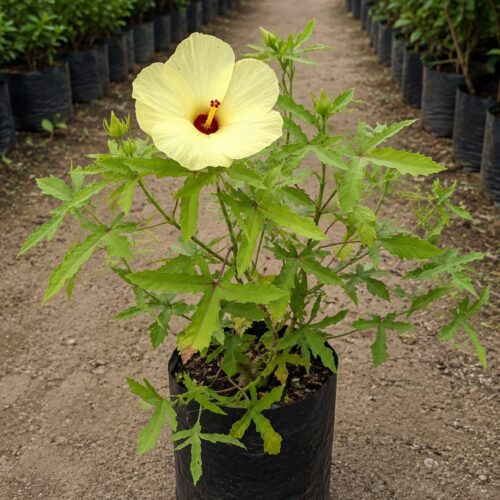 Yellow Cranberry Hibiscus