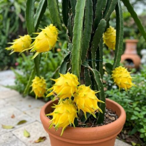 Dragon Fruit - Yellow