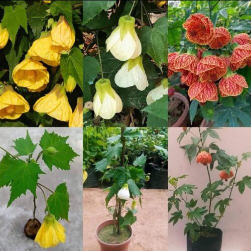 Abutilon – Lantern Hibiscus (Pack of 3)